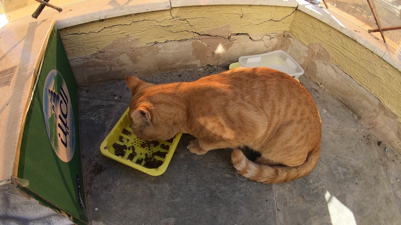 Homeless cats in UAE, Ras Al Khaimah: ED SHEERAN & MICHAEL JACKSON #cats #MichaelJackson #EdSheeran