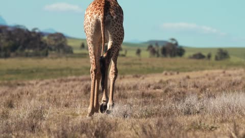 A Giraffe Walking In The Wilderness