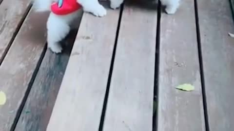 Funny dogs video