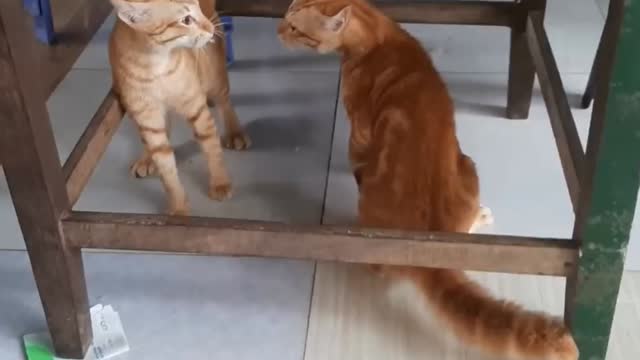 Cats fighting and meowing . Two cat fighting