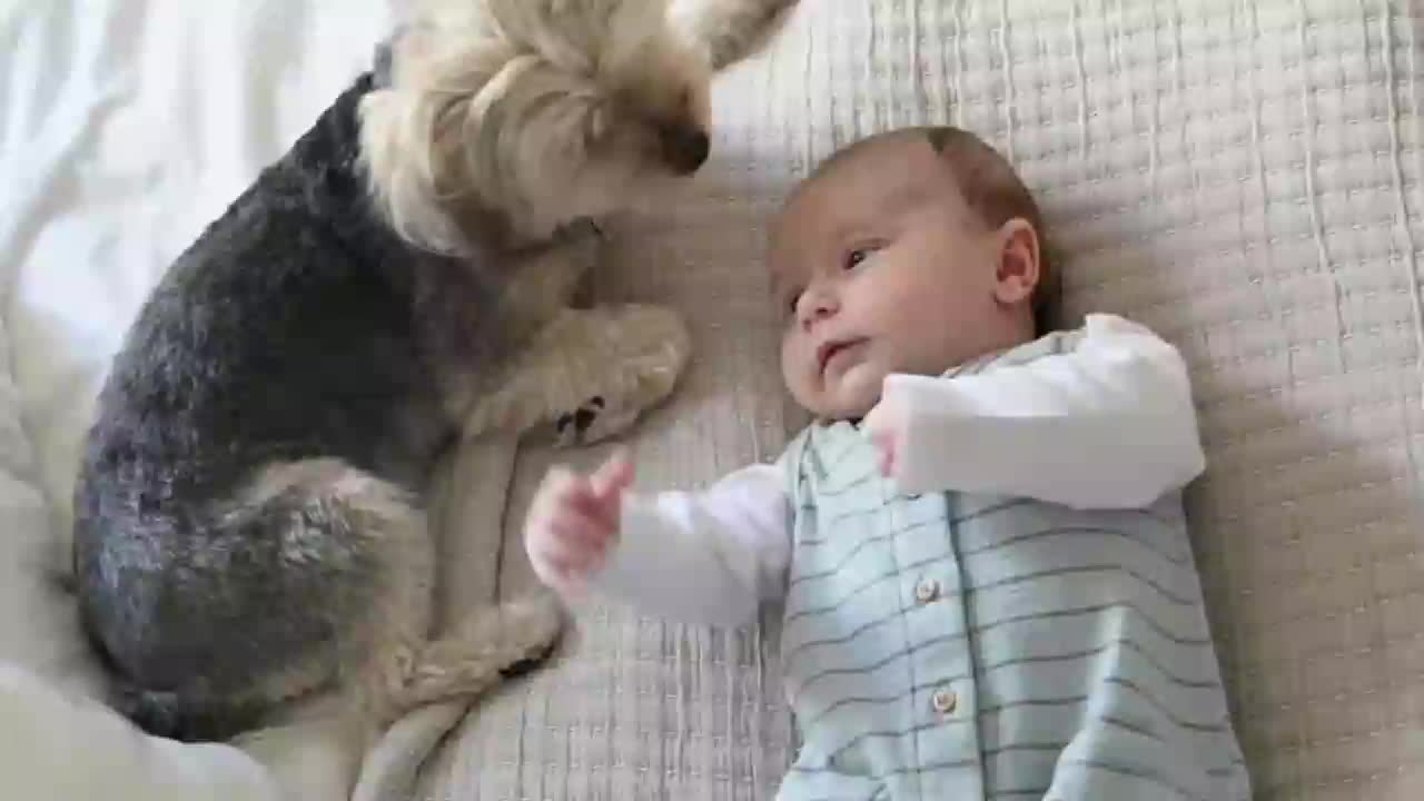 FUNE CHALLENGE: Try NOT to luag - funny & cute dog and kids