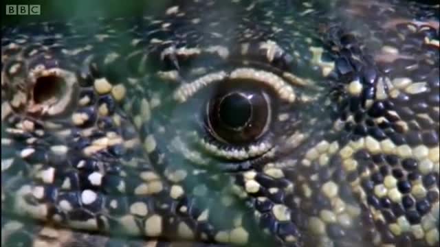 Animals on the Wetlands of the Nile | BBC Earth