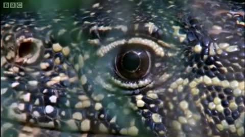 Animals on the Wetlands of the Nile | BBC Earth