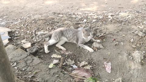 Street cat searching food