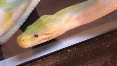 Snake goes hunting
