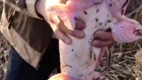 This is a beautiful and charming water-dwelling species