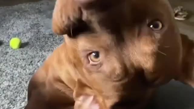 Funny Pet Dog Pitbull