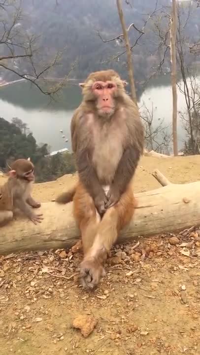 New-😂Funny-animal-whatsapp-status😄