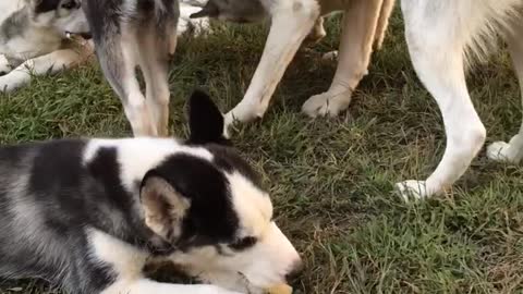 quality time husky family