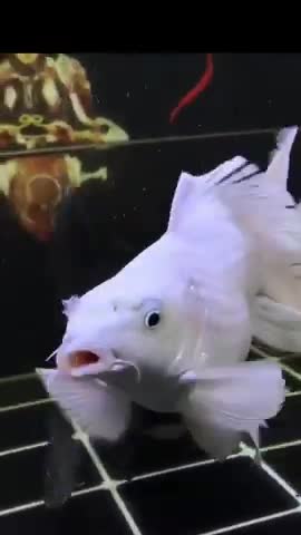 The beautiful fish