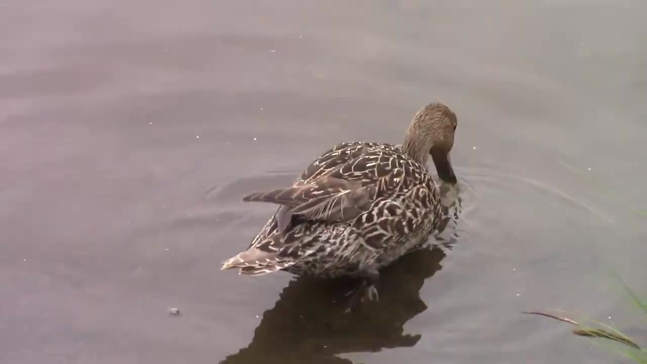 Birds of Newfoundland-Northern Pintail-Anas acuta