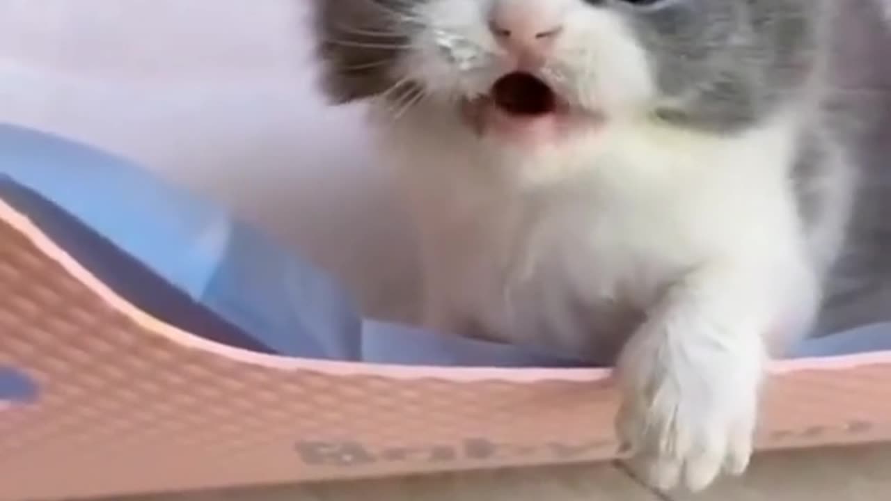 Cute baby cat sound