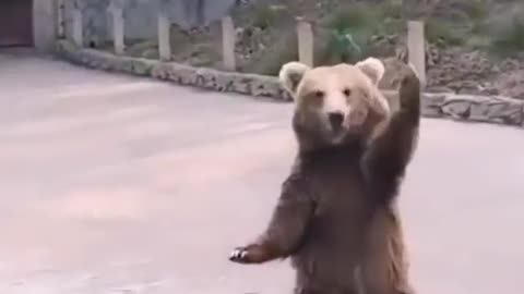 Funny intresting bear 🤣🤣.