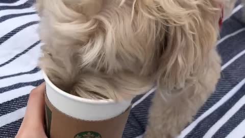 Maltipoo likes Starbucks