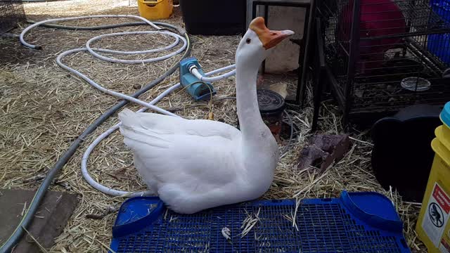 Goose Sleeps, Waits For Me ^_^