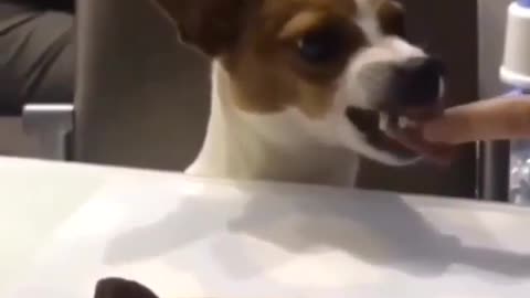 Angry Dog 🤣🤣