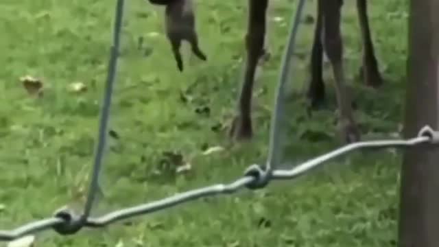 wild hunter