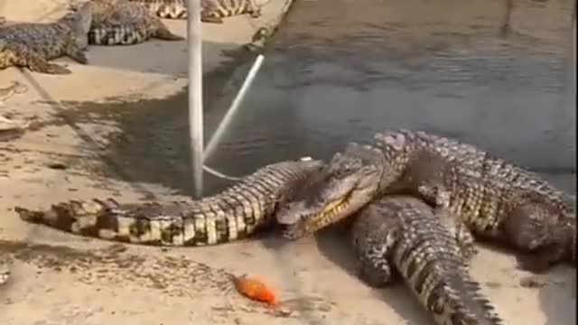 When a fish scaring crocodiles