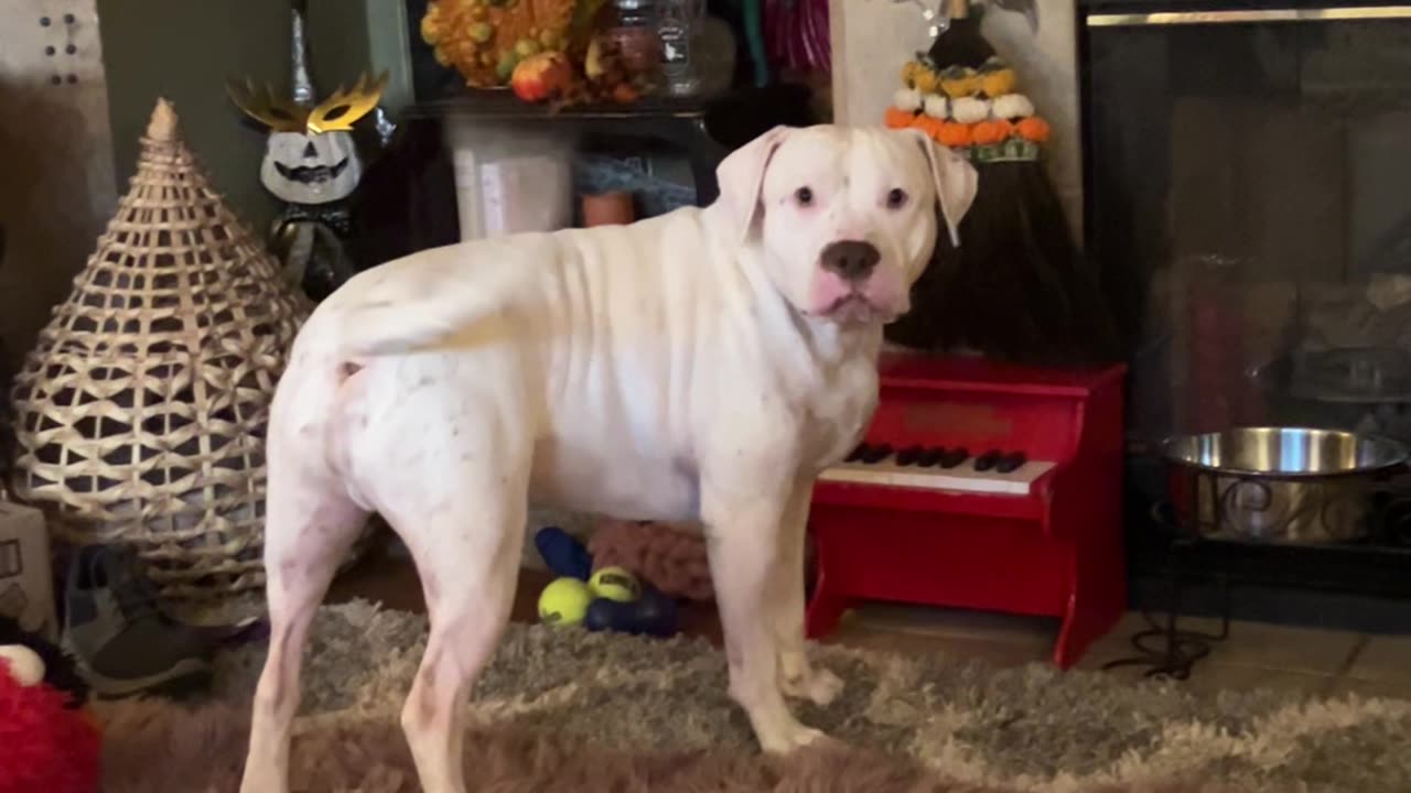 Bruno the American Bulldog Plays Tiny Piano