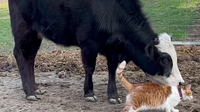 Just a cow and her cat.