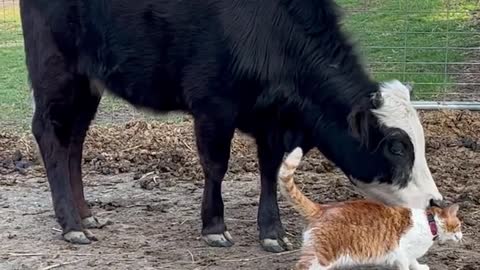 Just a cow and her cat.
