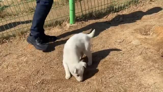 Korea Jindo Dog Experience Feeding White Puppy