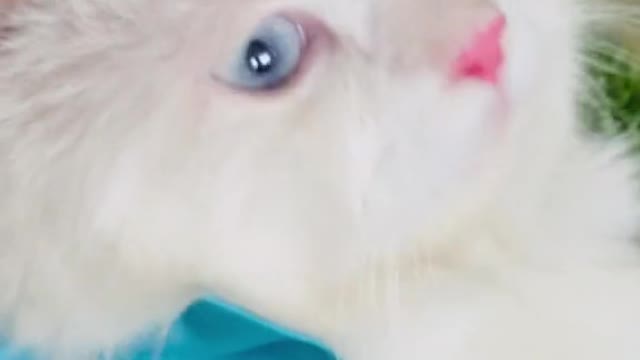 Cat video-cute cat video-funny cat video Playing