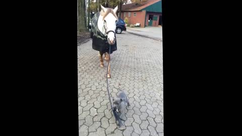 Baby dog walking with horses 2021