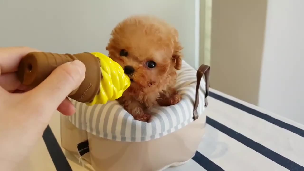 Smallest Brown mini teacup poodle puppy 🐕🐶