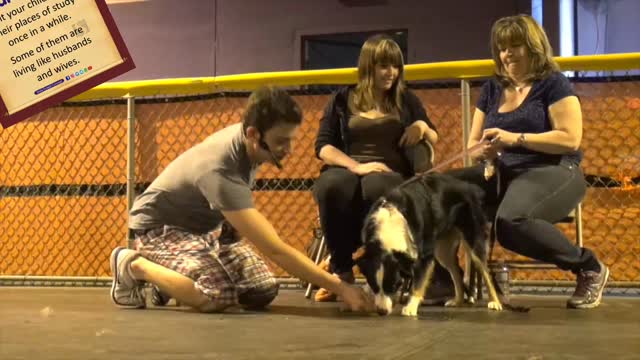 Basic Dog training which you could never missed