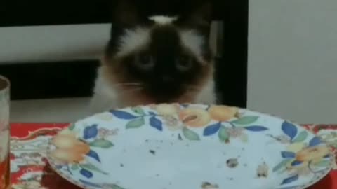 Cat waiting to be served by waitress