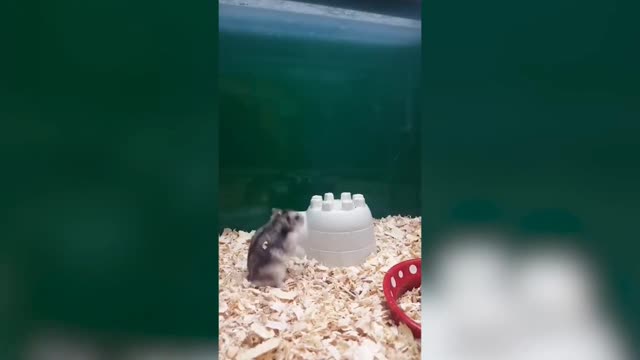 Cute mouse 😍 attempt back flip, funny moment 🤣