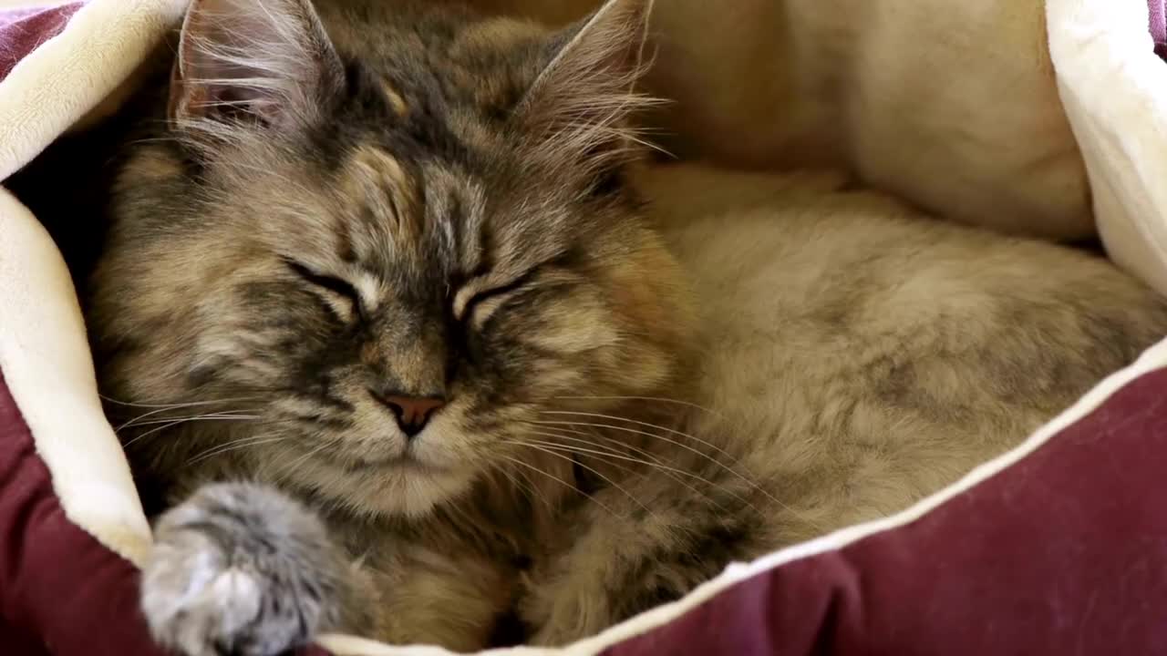 cute quiet cat makes you laugh!