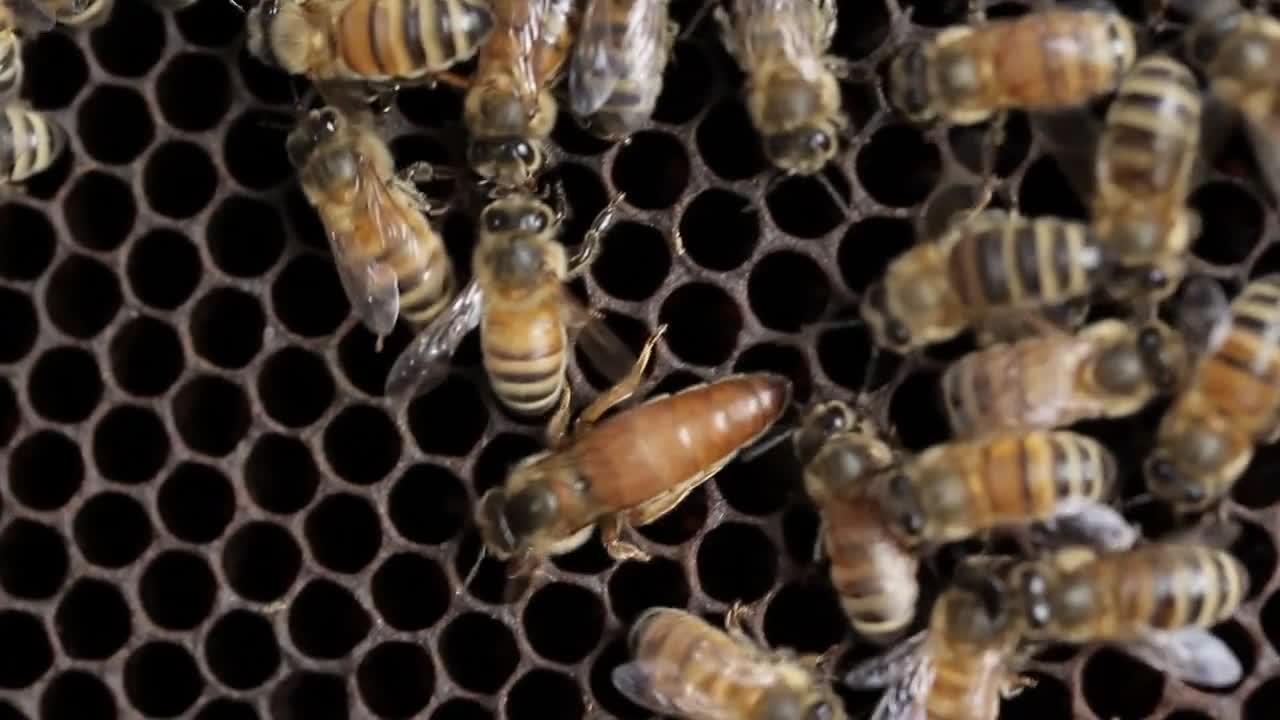 Queen bee macro in honey bee hive