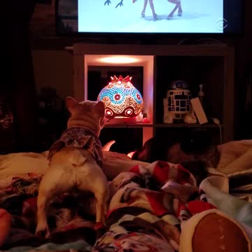 Angry Bulldog is not a fan of Rudolph at all