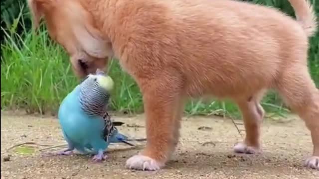 Cute Little puppy playing with parrot