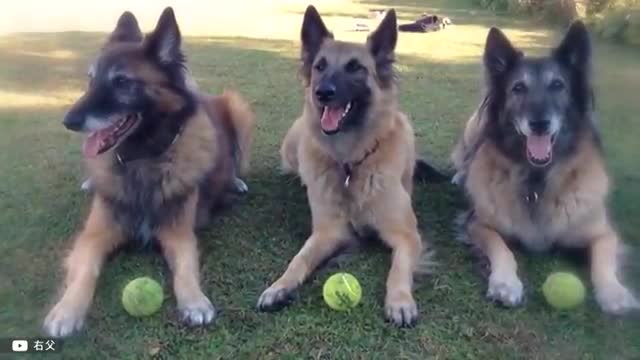10 Ultimate Shepherd Dog Breeds