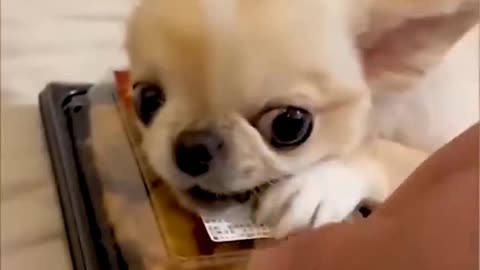 Funny dog&cat videos|Never joke with your dog or cat😅😂