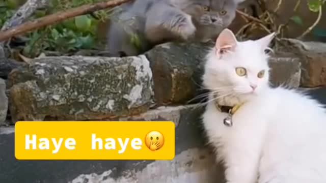 cat video-cute cat video #beautiful #animal #sweet