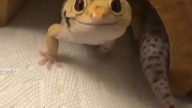 Animal Look at that Big Smile