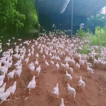 Chicken march