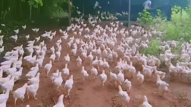 Chicken march