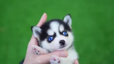 Husky Puppy Play with their parents