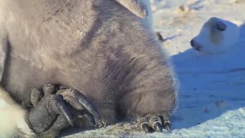 Baby Penguin tries to make friends😌