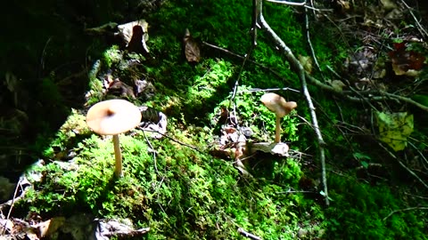 Mushrooms