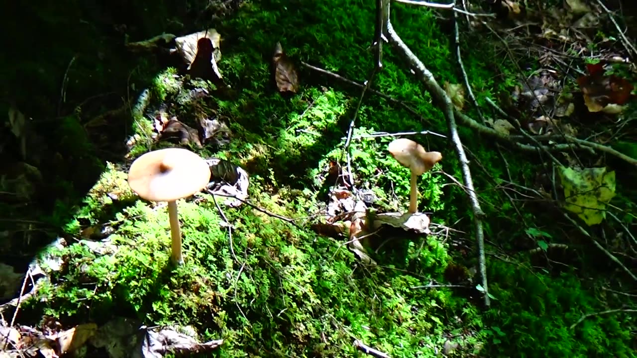 Mushrooms