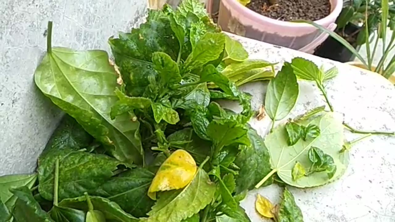 Curly leaf treatment part-1