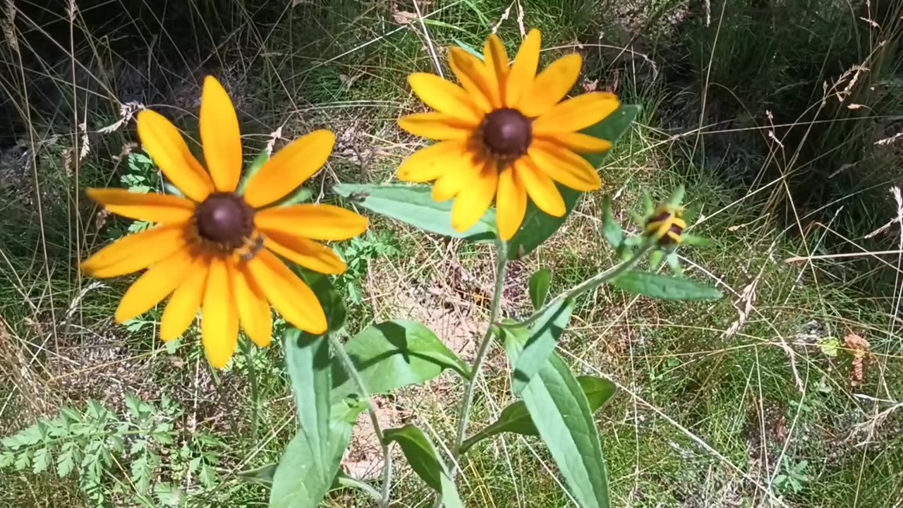 Black-eyed Susans