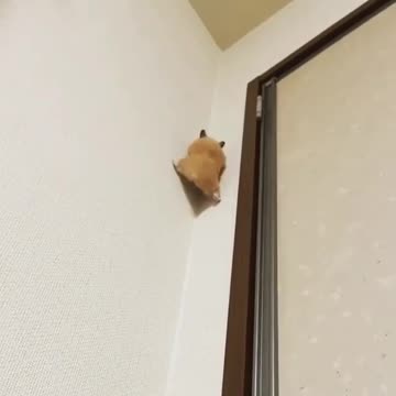 With the owner holding a pillow underneath this little hamster made it all the way to the top