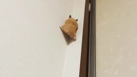 With the owner holding a pillow underneath this little hamster made it all the way to the top